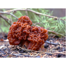 Мицелий Строчка обыкновенного (Gyromitra esculenta)